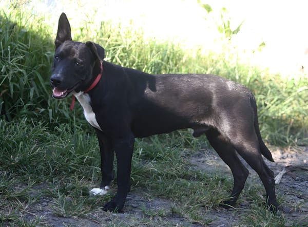 TILOUP, Junior croisé labrador