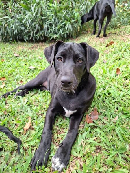 VANI, chiot Berger Créole  femelle