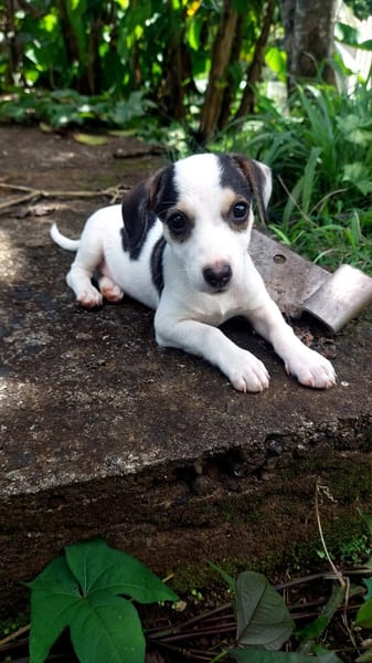 Laïka, femelle croisée berger, née le 15/12/224 🐶