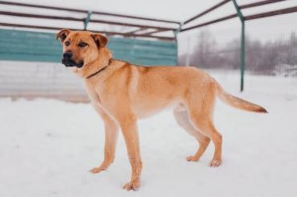 Fam.Hund Cooper in Sachsen-Anhalt