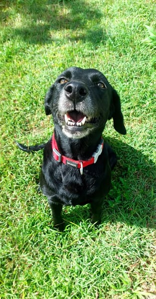 Ocho, femelle croisée berger, née le 01/02/2021 🐕