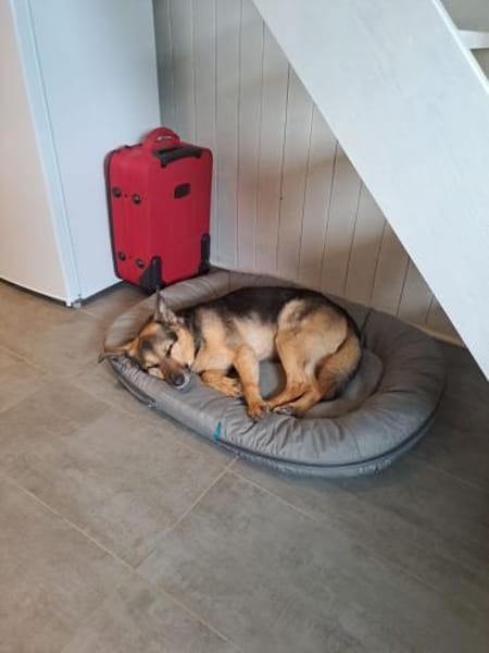 Ruhiges Zuhause für Senta gesucht