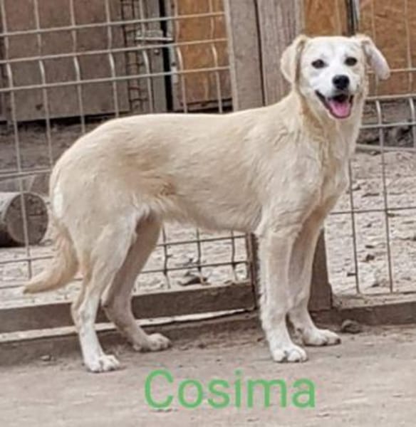 COSIMA - Scheue Schönheit sucht das Glüc