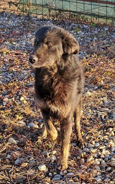 BONNIE - Zuhause gesucht