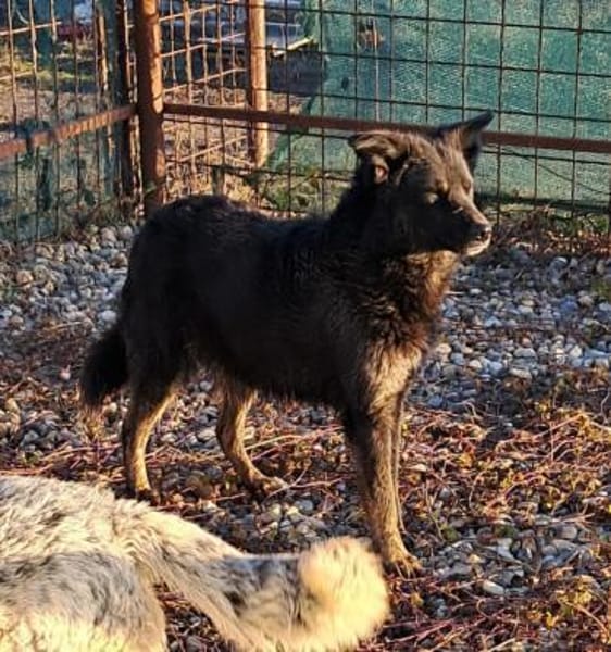 BONNIE - Zuhause gesucht