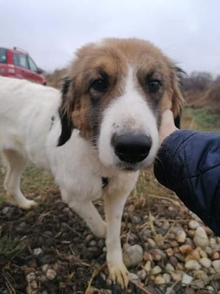 NICA - ganz viel Hund zum lieb haben