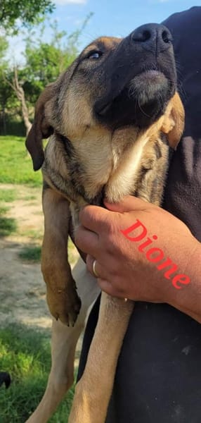 DIONE sucht ihr - Für-immer-Körbchen-