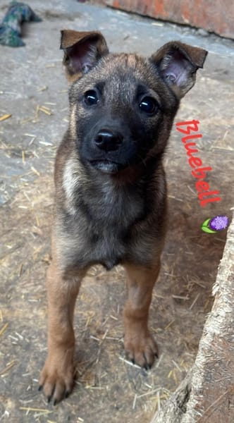 Bluebell sucht ihre Menschen