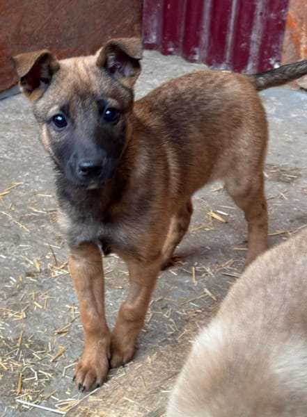 Bluebell sucht ihre Menschen