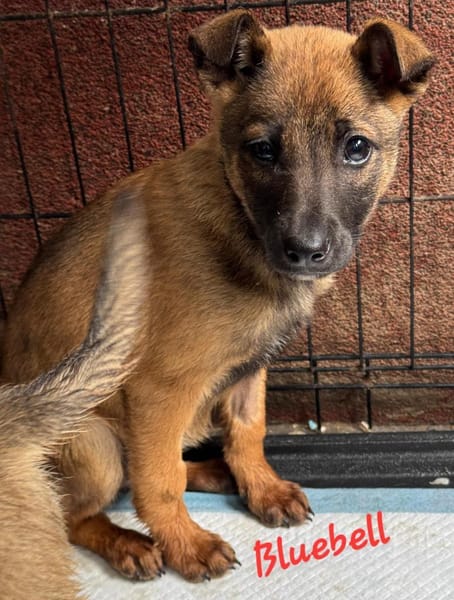 Bluebell sucht ihre Menschen