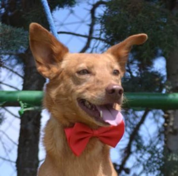EVEL - Traumhund für Podi- Fans