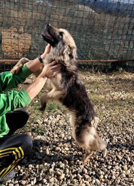 KAIA sucht eine Familie