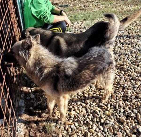 KAIA sucht eine Familie