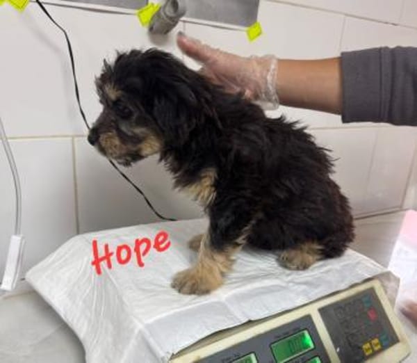 HOPE heißt Hoffnung...