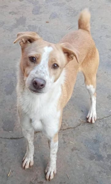 IDEFIX