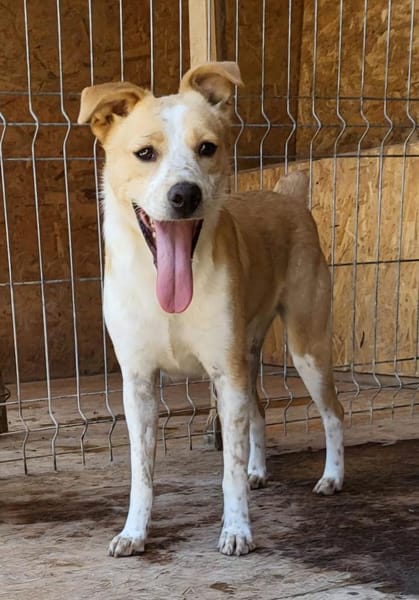 IDEFIX