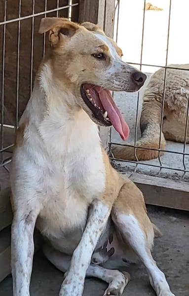 IDEFIX