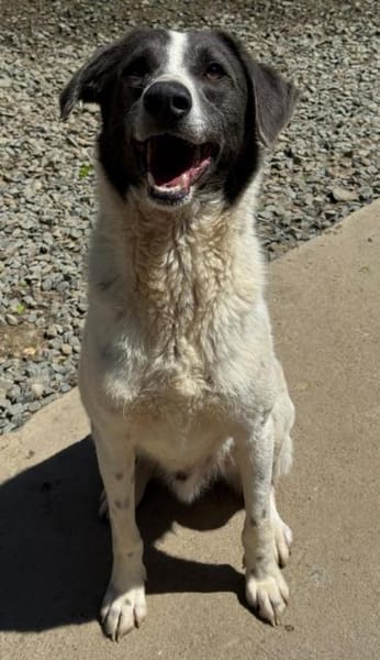 Zuhause gesucht für Dante