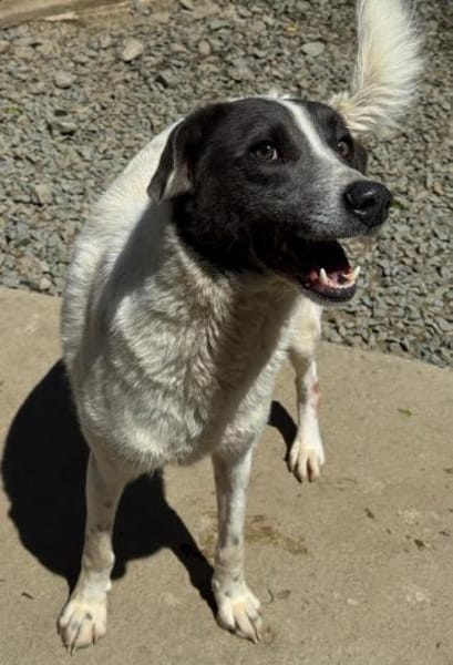 Zuhause gesucht für Dante