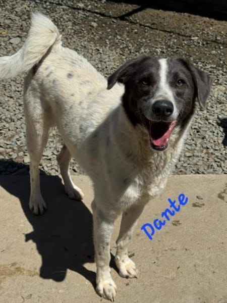 Zuhause gesucht für Dante