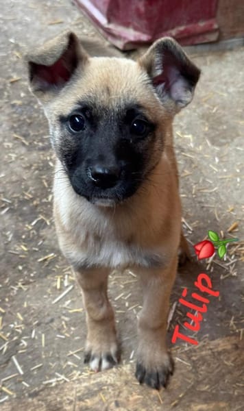 Tulip sucht ihre Menschen