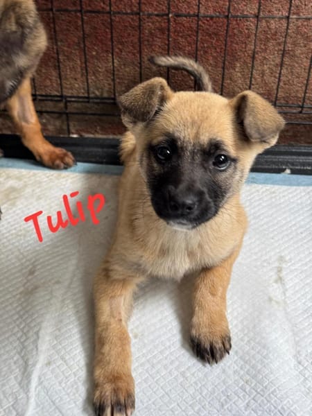 Tulip sucht ihre Menschen