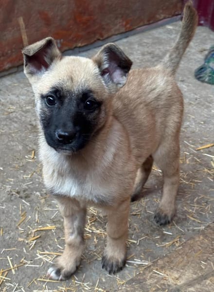 Tulip sucht ihre Menschen