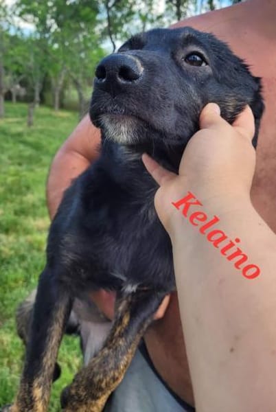 KELAINO -  Familienanschluss gesucht