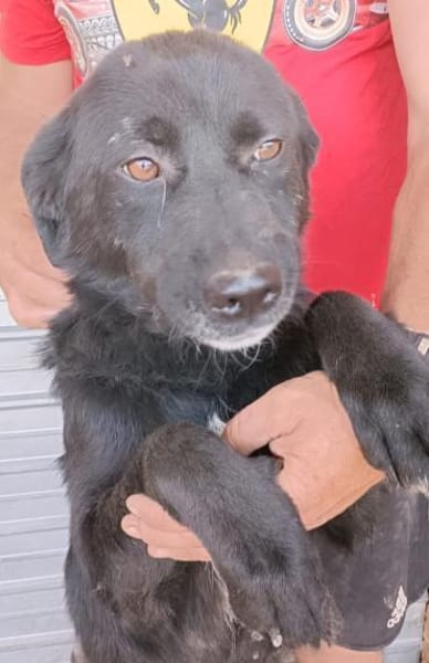VALERIE - Zuhause gesucht