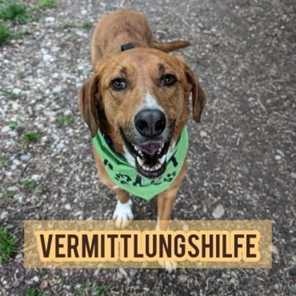 Vermittlungshilfe für Bronte ❤