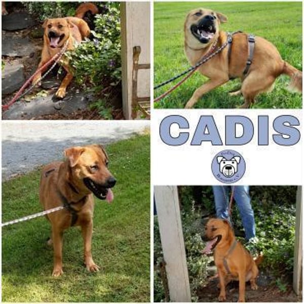 CADIS -liebt die Menschen sehr-