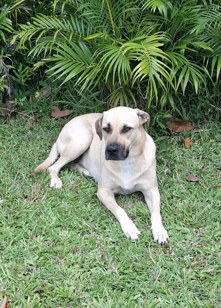 Azzu, femelle croisée Labrador, née le 01/01/2022 🐶
