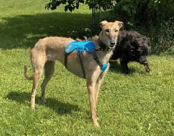 schüchterne Galga Blaze (Tierschutz)