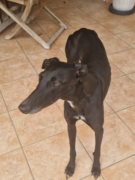 PEPA (retour à l’adoption)