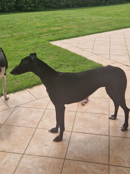 PEPA (retour à l’adoption)