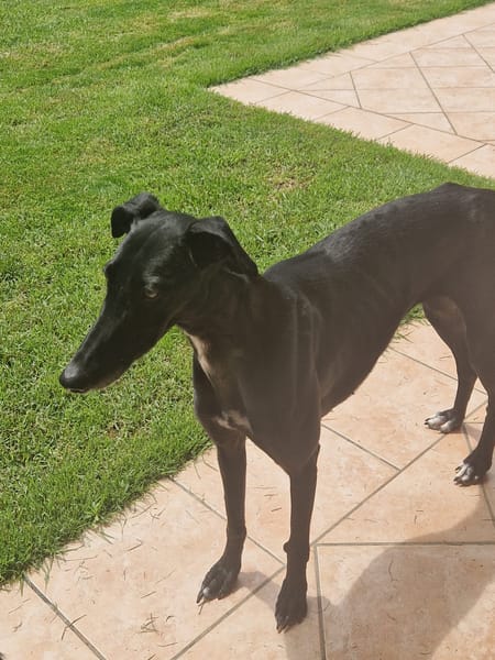 PEPA (retour à l’adoption)
