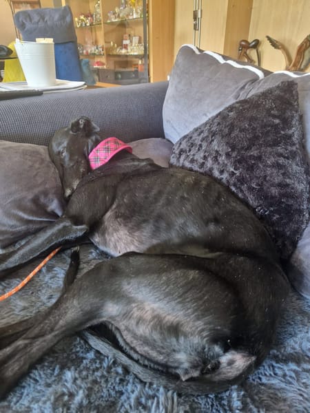 PEPA (retour à l’adoption)