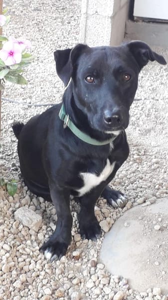 Mickey war ein Kettenhund