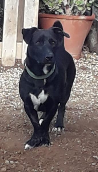 Mickey war ein Kettenhund