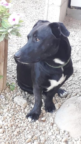 Mickey war ein Kettenhund