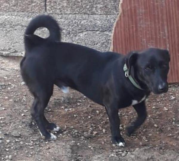 Mickey war ein Kettenhund