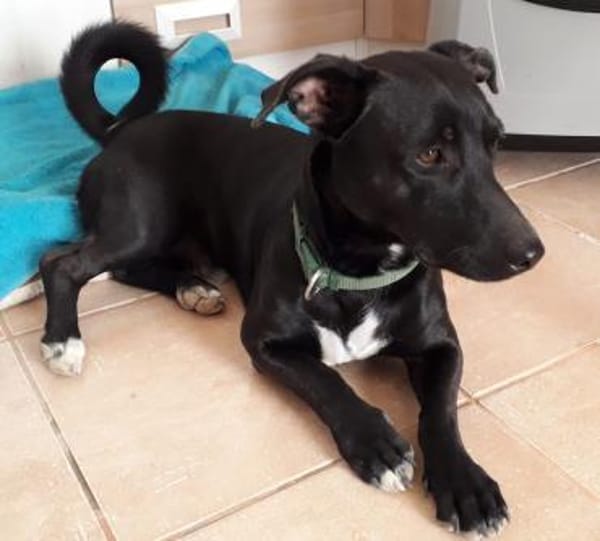 Mickey war ein Kettenhund