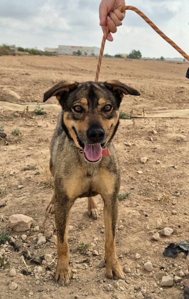 FRIDA (Maria)