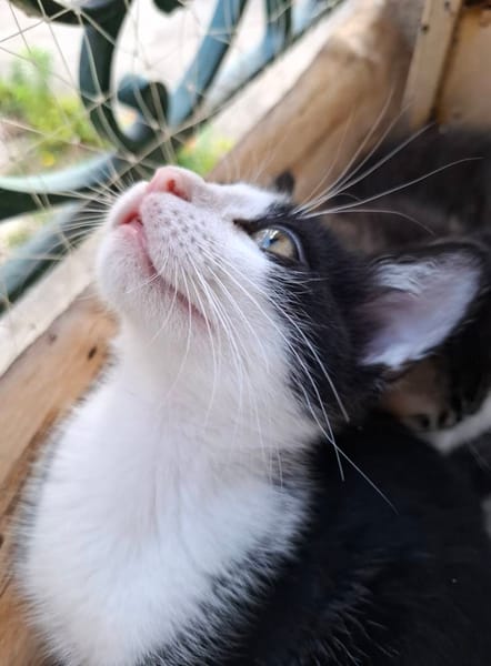 Django