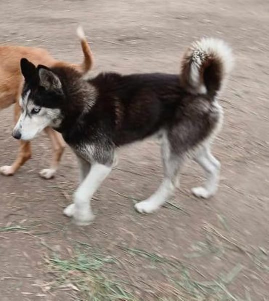 Balto, er möchte nur Liebe