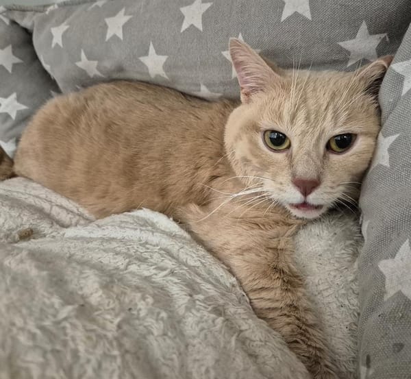 OSCAR