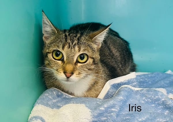 IRIS