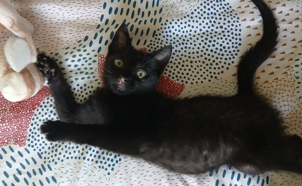 Oreo