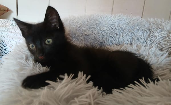 Oreo