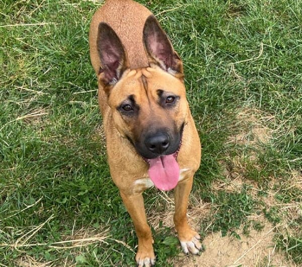 NOVA